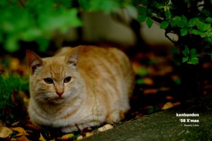 駒場の猫 にゃぁ