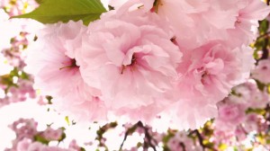 駒場の正門の右にある八重桜 正門の右・八重桜