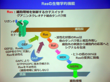 Rasの生物学的機能