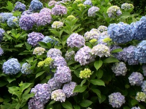 pict0084 鎌倉の一枚