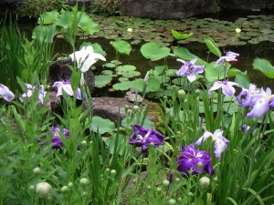 pict0096 鎌倉の写真その2:長谷寺にて