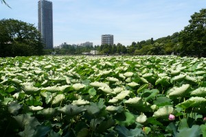 p1020453forblog 水曜に行った不忍池(池だよ笑)。都会の緑は癒される…